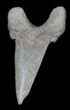 Auriculatus Fossil Shark Tooth - Morocco #35860-1